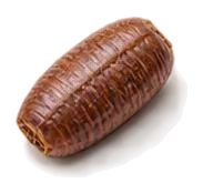 Insektenpuppe