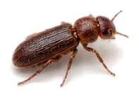 Mehlkäfer