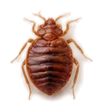 Bettwanze