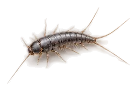 Silberfischchen