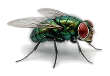 Schmeissfliege