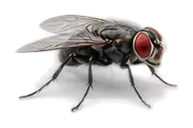 Stubenfliege