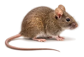 Maus